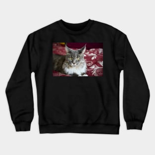 Cat Maine Coon gray / Swiss Artwork Photography Crewneck Sweatshirt